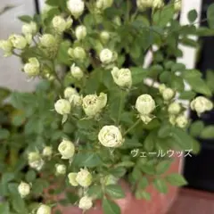 ヴェールウッズ　② マイクロミニバラ　極小　四季咲　バラ苗　薔薇苗のサムネイル