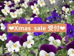 Xmas sale ❤︎同梱複数割引❤︎受付