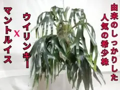 2026年最新】マウントルイスの人気アイテム - メルカリ