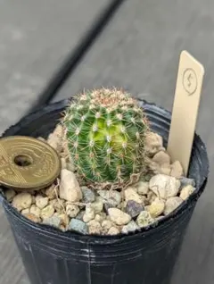 2025年最新】サボテン 世界の図の人気アイテム - メルカリ