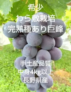希少わら敷栽培　種あり完熟巨峰 手土産品質 中身4Kg以上　長野県産 希少わら敷栽培 種あり完熟巨峰 手土産品質 中身4Kg以上 長野県産