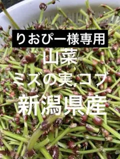 新鮮山菜】天然みずの実 ミズのコブ 500g以上 - メルカリ