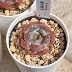 mte8様 リクエスト 3点 まとめ商品