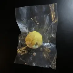 東京リベンジャーズ 一番くじ H賞デフォルメフィギュア　松野千冬