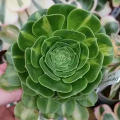 グリーノビア ドドランタリス 抜き苗 多肉植物 アエオニウム - メルカリ