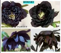 み*こ様 広瀬園芸 ❤️ クレオパトラ❤️ クリスマスローズ❤️超多弁