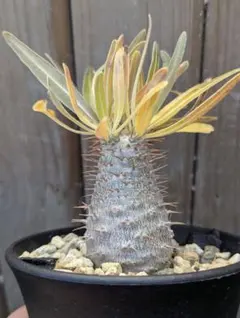 グラキリス ガーデニング