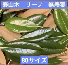 泰山木　タイサンボク　リーフ　葉っぱ　無農薬　80サイズ
