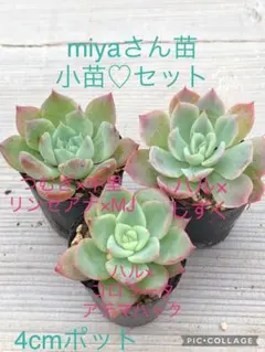 2025年最新】中里リンゼアナの人気アイテム - メルカリ