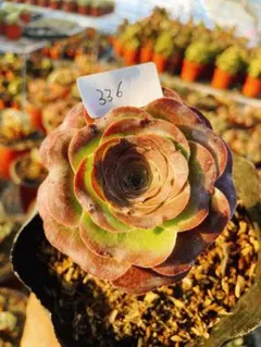 2025年最新】魅金ローズ アエオニウムの人気アイテム - メルカリ