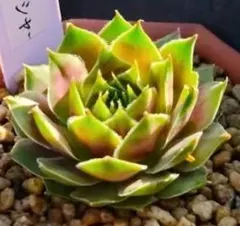 Circus （2） Sempervivum センペルビブム - メルカリ
