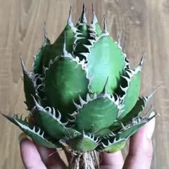 2025年最新】アガベ ホリダ 大株の人気アイテム - メルカリ