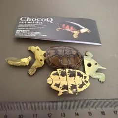 チョコQヤエヤマミナミイシガメのサムネイル
