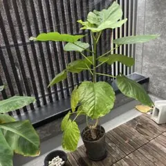流通皆無‼️✩.*˚ウンベラータ 斑入り✩.*˚ 1 - メルカリ