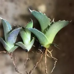 2026年最新】オアハカ 実生の人気アイテム - メルカリ