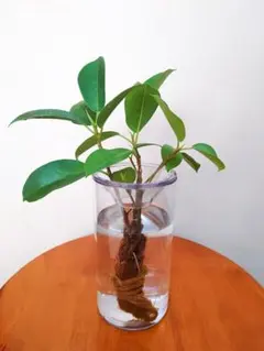 ガジュマル 水挿し 発根済み 3本セット 観葉植物