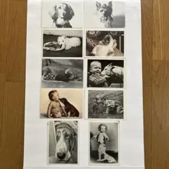 レトロポストカード　動物　アンティークポストカード　葉書　絵葉書　まとめ売り