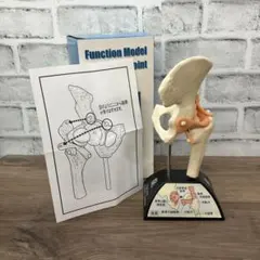 3F【希少・非売品】ノバルティスファーマ 肩関節模型 ボルタレン