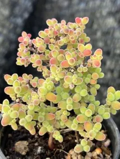 やまさくみこ様 リクエスト 5点 まとめ商品