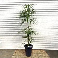 2026年最新】シュロチクの人気アイテム - メルカリ