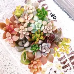 180 多肉植物　カット苗　詰め合わせ　セット　セダム　エケベリア　寄せ植え