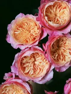 新品種 超希少 人気薔薇 バラ苗 強香 メルカリ便 数量限定 - メルカリ