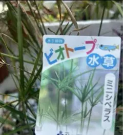 Item thumbnail for item e49c4d4f-fc5d-4aa8-84e0-cc4c4337af2c