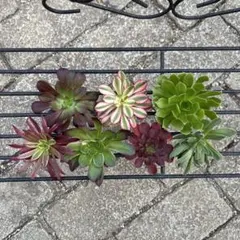 ☆*☆様 多肉植物 アエオニウム カット苗セット ◎メルカリ便◎