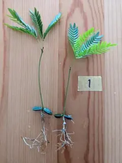 エバーフレッシュ 発芽苗（２株）※実生苗