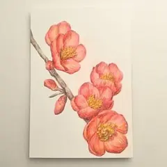 今年89歳になるおばあちゃんの鉛筆画【柿】イラスト 絵画 色鉛筆画