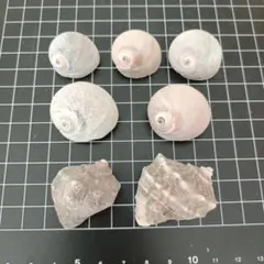 貝殻　巻貝　ヤドカリの家　天然素材