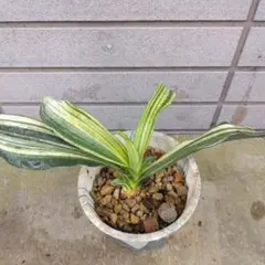 ゆっぴさん様 リクエスト 2点 まとめ商品