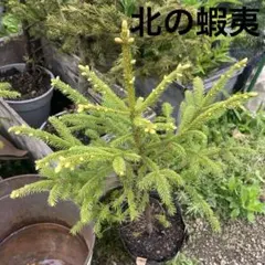 赤蝦夷松苗木 1メートル未満 緑色の葉 - メルカリ