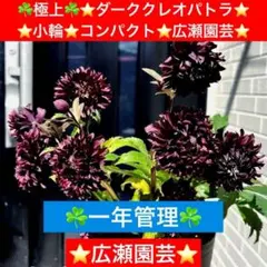 296☘️極上☘️⭐️ダーククレオパトラ⭐️小輪⭐️コンパクト⭐️広瀬園芸⭐️のサムネイル