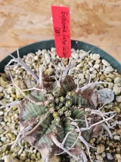 ユーフォルビアバリダ 木質 化綴化 鉢3号サイズ - メルカリ