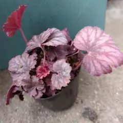 もこさん様 リクエスト 2点 まとめ商品