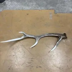 鹿の角 エゾシカ 角 70cm - メルカリ