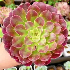 アエオニウム カット苗♡詰め込みセット②(メルカリ便) ⭐︎多肉植物〜カット苗詰め合わせ A〜ゆうパケットプラス