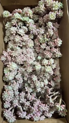 ぷ*く様 F1512　キャビア　12株　多肉植物 抜き苗 エケベリア 韓国苗