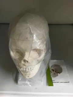 ＃183　1/2スケール人体模型 プラスチック製85cm 183 人体模型 1/2スケール プラスチック製85cm - メルカリ