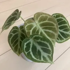 本日までセール❗️超希少❗️サイズ大❗️気根発根済アンスリウムドラヤキ新葉展開中✨️ 2025年最新】アンスリウム ドラヤキの人気アイテム - メルカリ