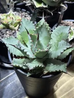 2025年最新】アガベ雷帝の人気アイテム - メルカリ