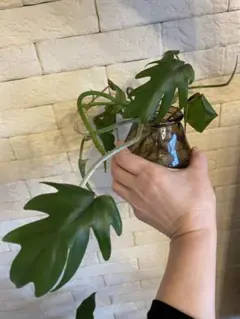 ごごご様 リクエスト 2点 まとめ商品