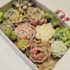 多肉植物・カット苗・寄せ植え