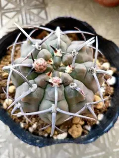 ギムノカリキウム スーパーバッテリー サボテン 抜き苗のサムネイル