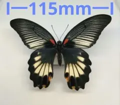 2026年最新】ナガサキアゲハ標本の人気アイテム - メルカリ