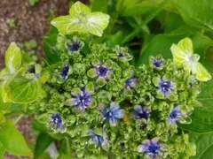 ペロ【プロフィールに注意事項あり】様 リクエスト 2点 まとめ商品