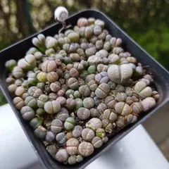 ゴンチ様 リクエスト 2点 まとめ商品