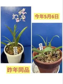 ウチョウラン　岩チドリ　2鉢セット 現品鉢ごと発送のサムネイル