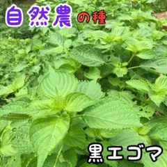 狐うどん　※プロフ必読※様 リクエスト 3点 まとめ商品